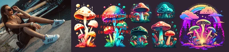 Галлюциногенные грибы Psilocybe  Каргополь 